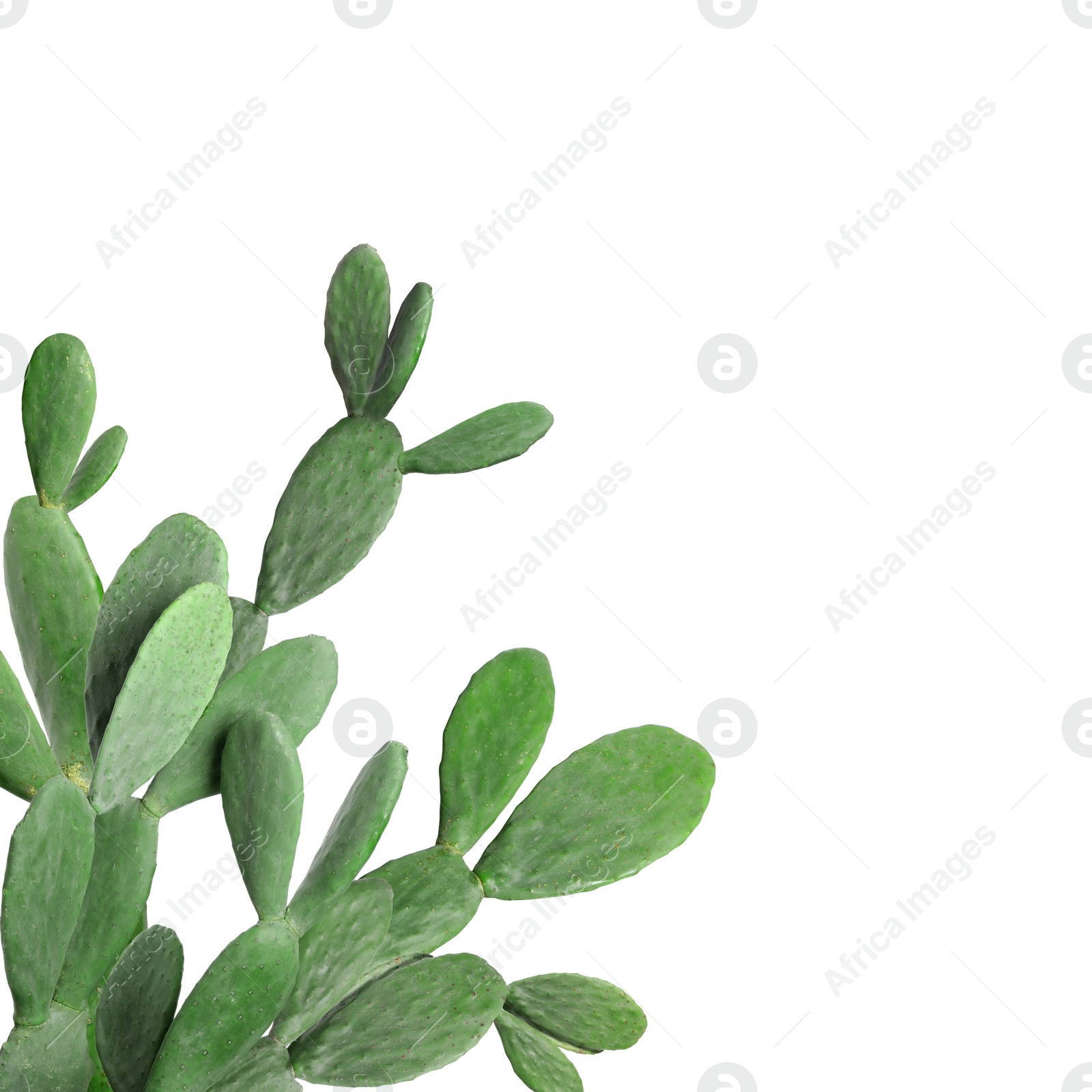 Image of Beautiful big green cactus on white background