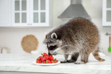 Photo of Cute raccoon eating strawberries on kitchen table