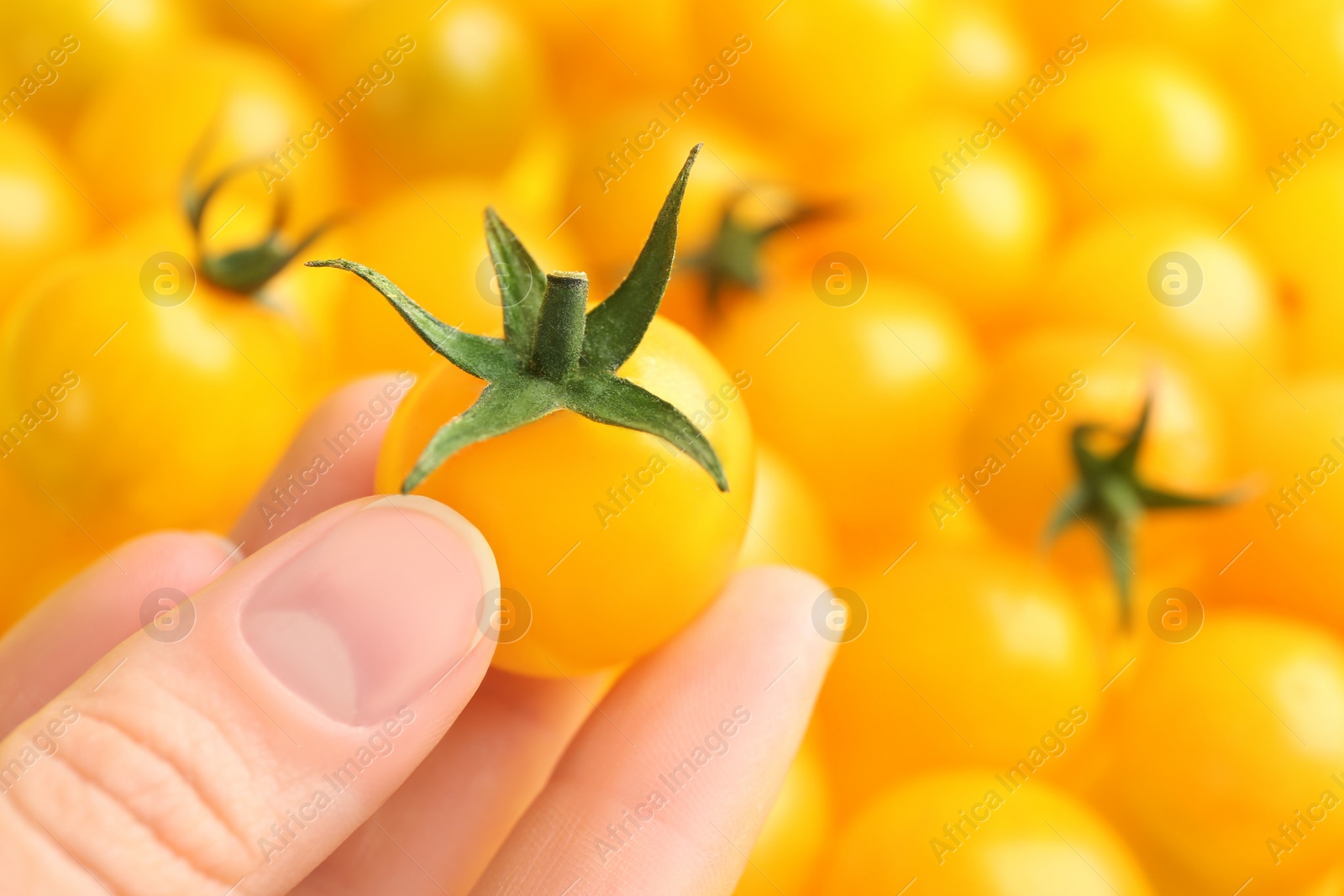 Photo of Woman with ripe yellow tomatoes, closeup view