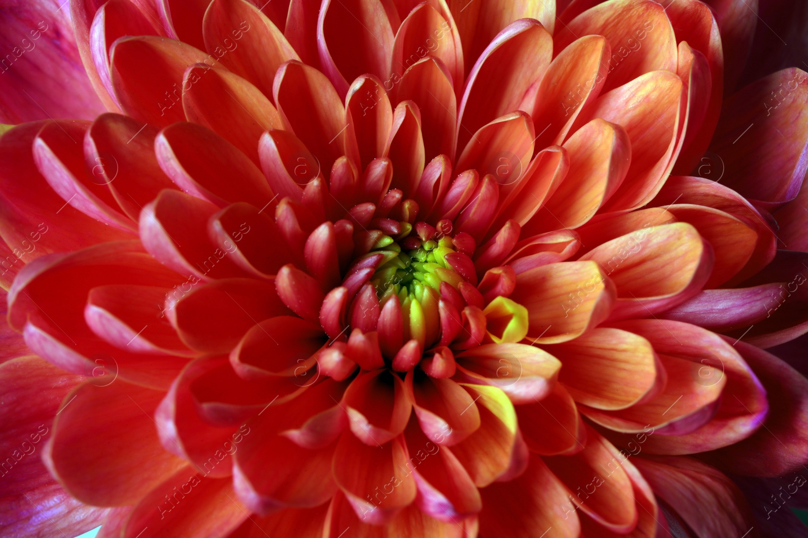 Photo of Beautiful blooming chrysanthemum flower as background, closeup