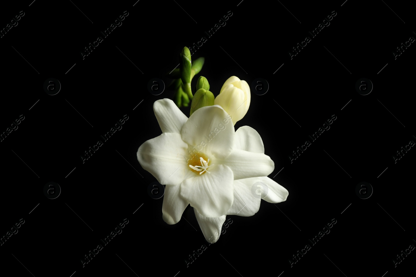 Photo of Beautiful white freesia flowers on black background