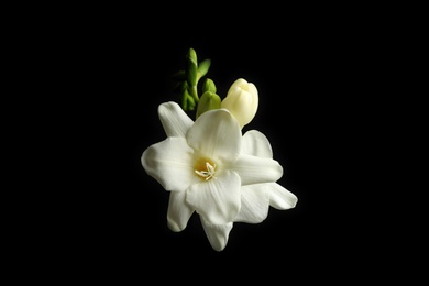 Photo of Beautiful white freesia flowers on black background