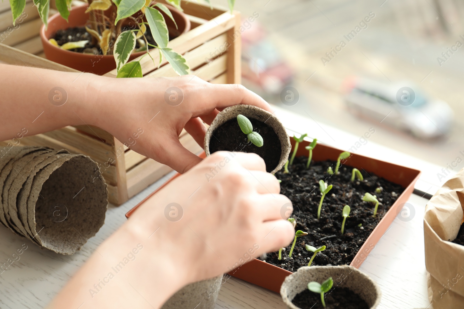 Photo of Woman taking care of seedling at table indoors, closeup