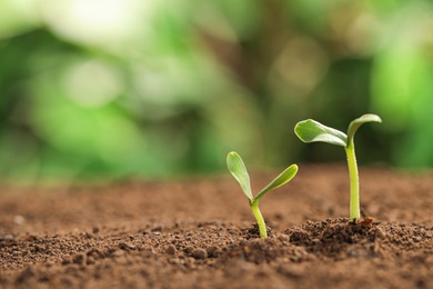 Little green seedlings growing in soil against blurred background. Space for text