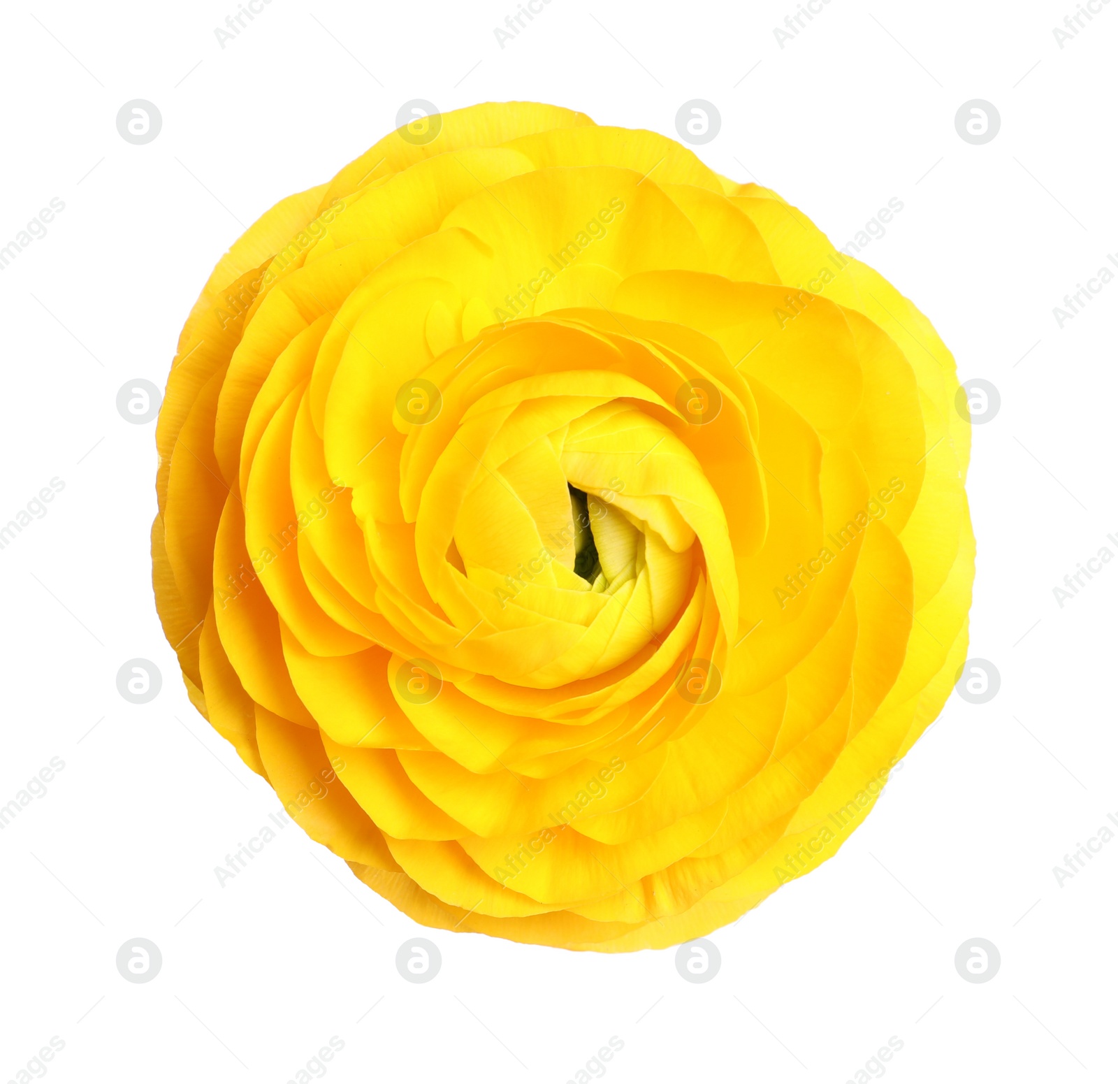 Photo of Beautiful fresh ranunculus flower on white background