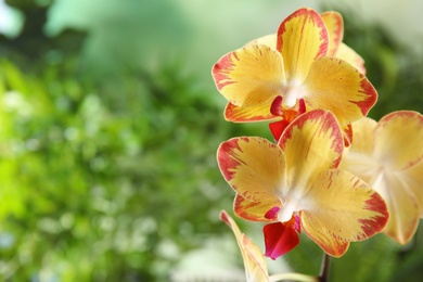 Photo of Beautiful tropical orchid flowers on blurred background. Space for text
