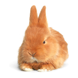 Image of Adorable fluffy Easter bunny on white background