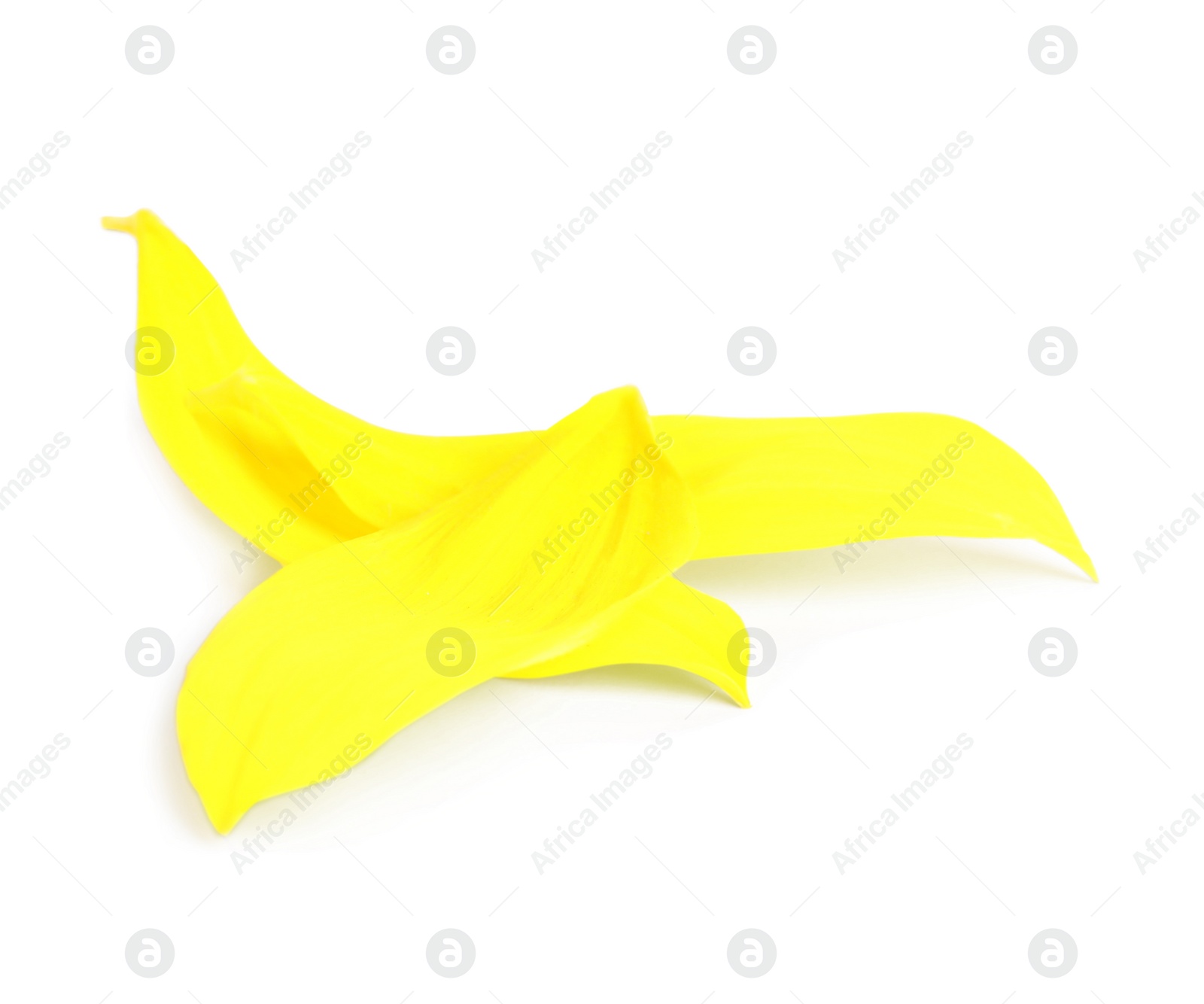 Photo of Fresh yellow sunflower petals isolated on white