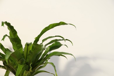 Photo of Green asplenium near white wall, space for text. Beautiful houseplant