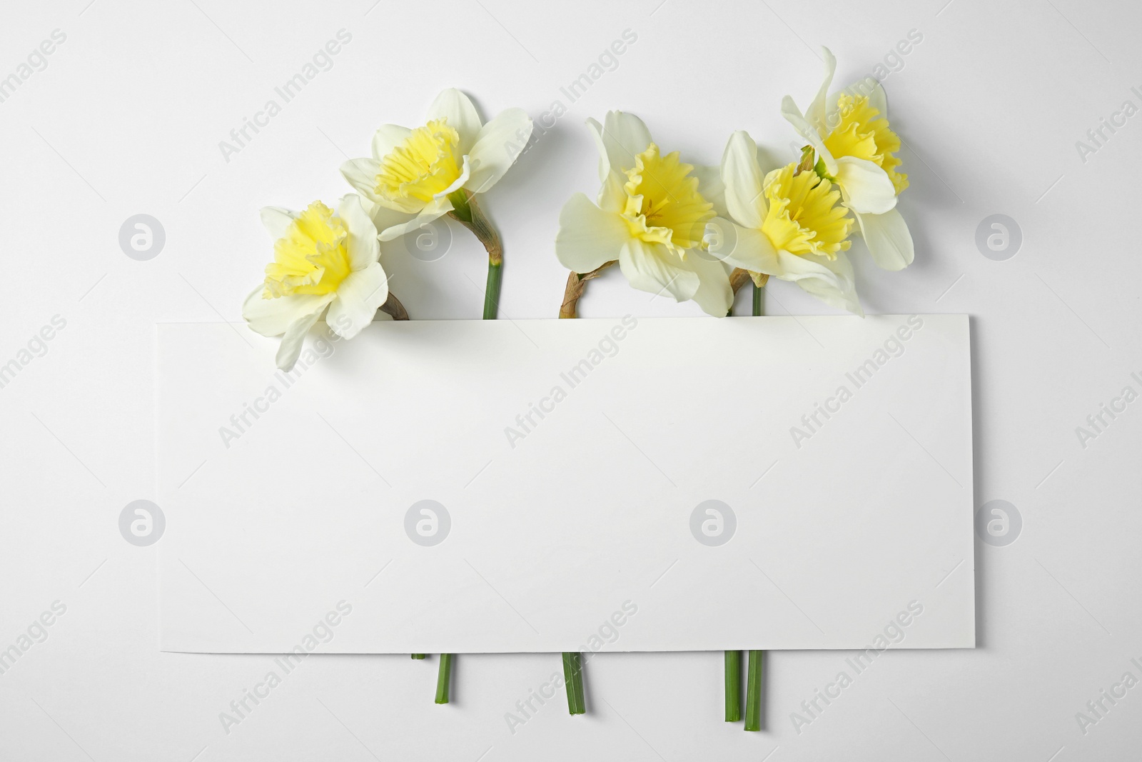 Photo of Composition with daffodils and card on white background, space for text. Fresh spring flowers