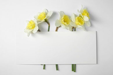 Composition with daffodils and card on white background, space for text. Fresh spring flowers