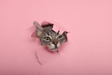 Photo of Cute cat looking through hole in pink paper