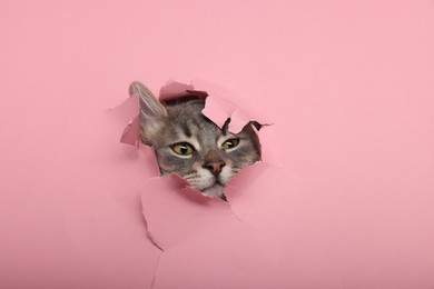 Cute cat looking through hole in pink paper