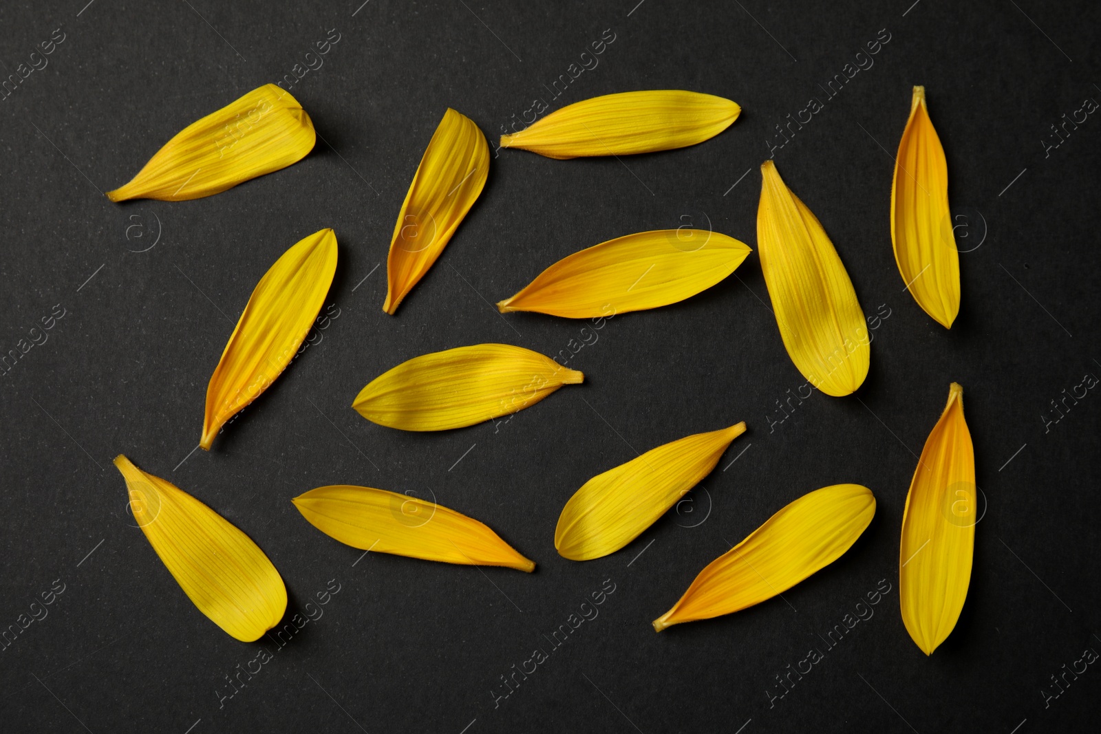 Photo of Fresh yellow sunflower petals on black background, flat lay