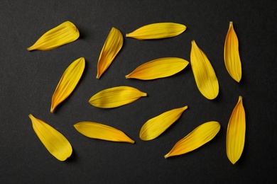 Fresh yellow sunflower petals on black background, flat lay