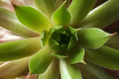Photo of Beautiful echeveria as background, top view. Succulent plant