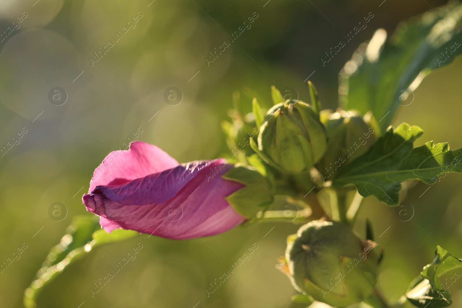 Photo of Beautiful pink hibiscus bud growing outdoors, closeup