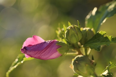 Beautiful pink hibiscus bud growing outdoors, closeup