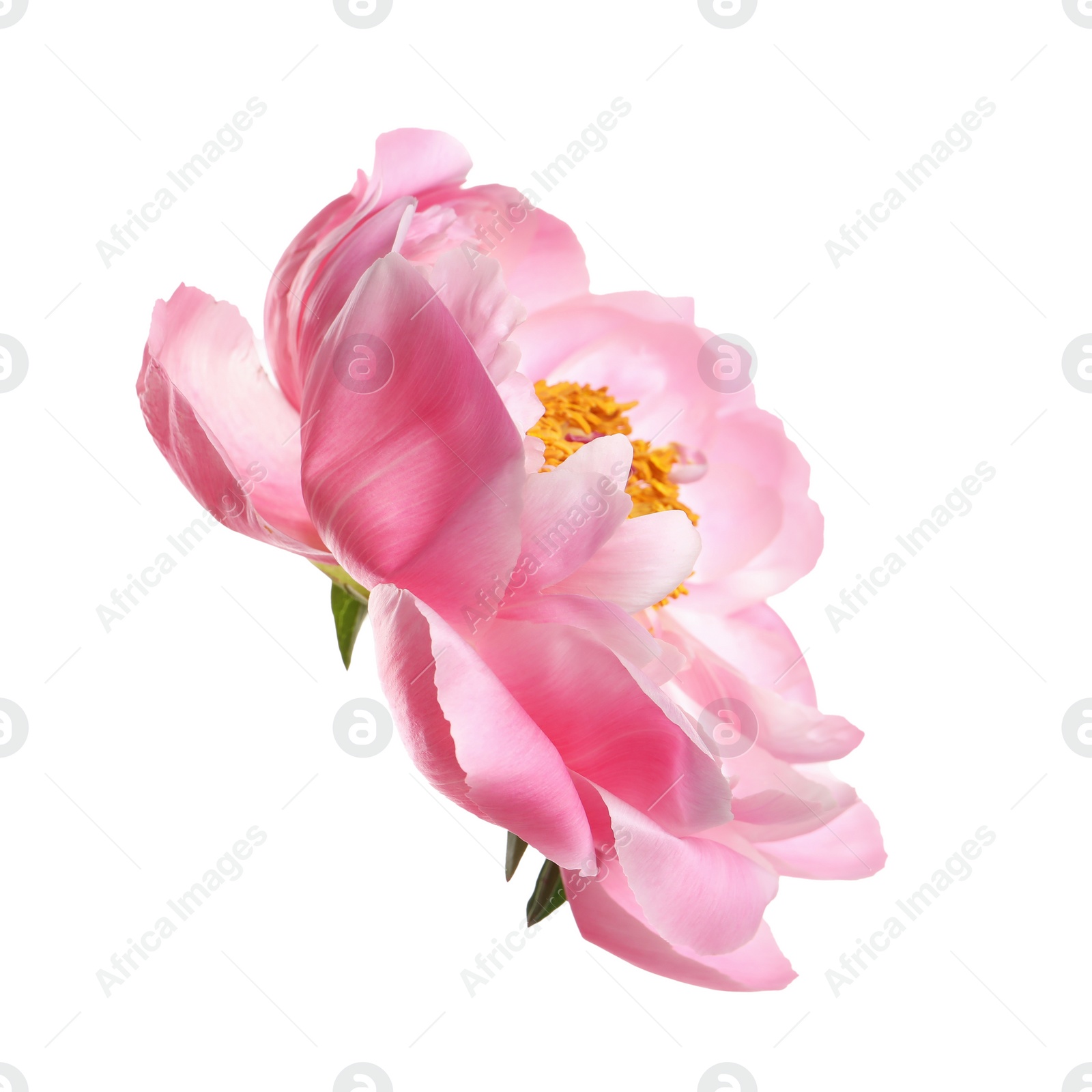 Photo of Beautiful pink peony flower isolated on white