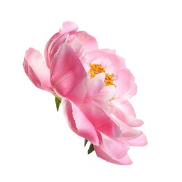 Photo of Beautiful pink peony flower isolated on white