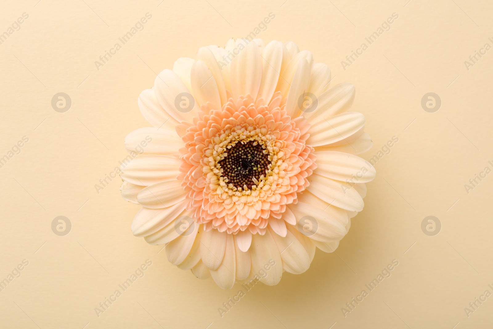 Photo of Beautiful gerbera flower on beige background, top view