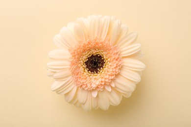 Photo of Beautiful gerbera flower on beige background, top view