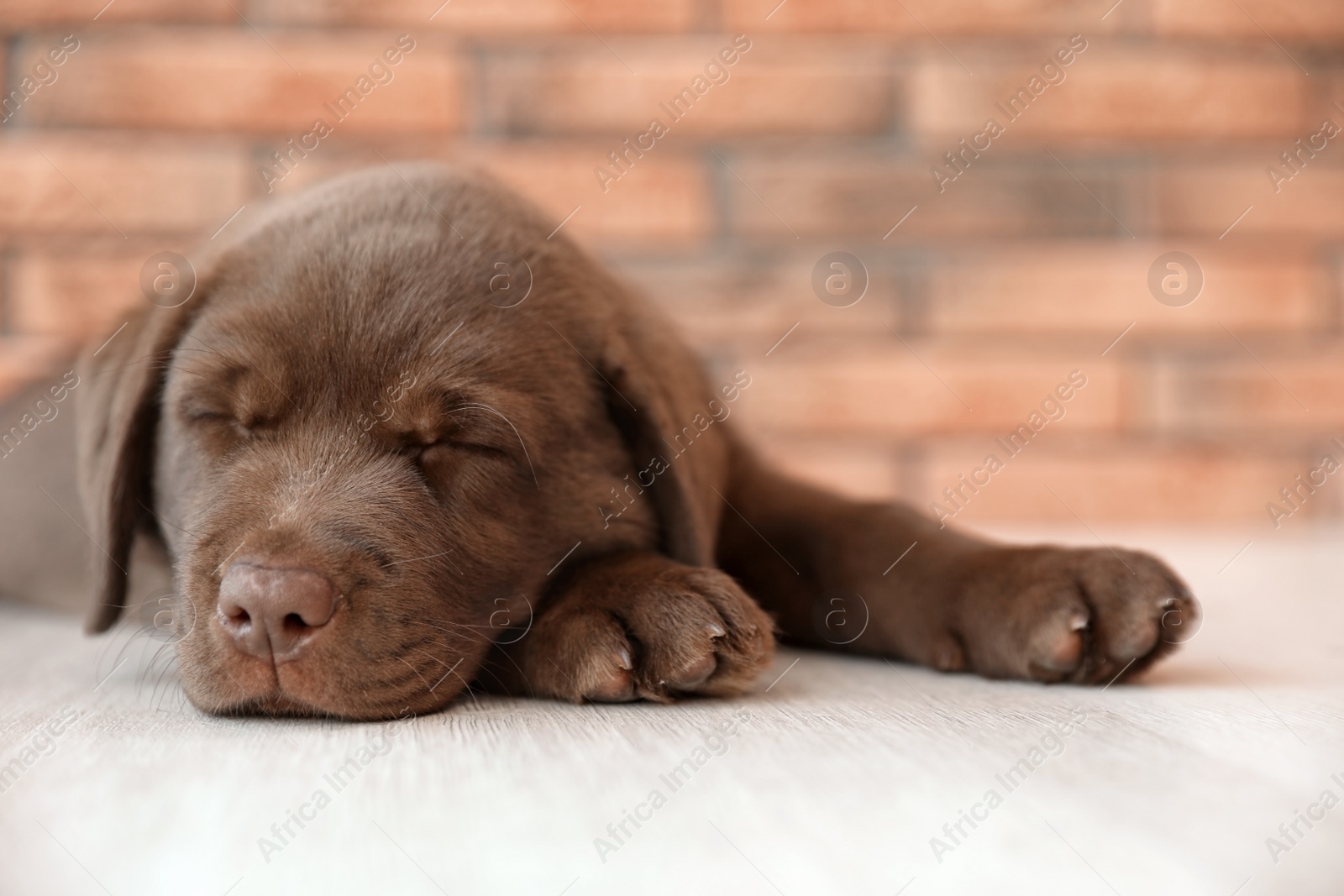 Photo of Chocolate Labrador Retriever puppy sleeping on floor indoors