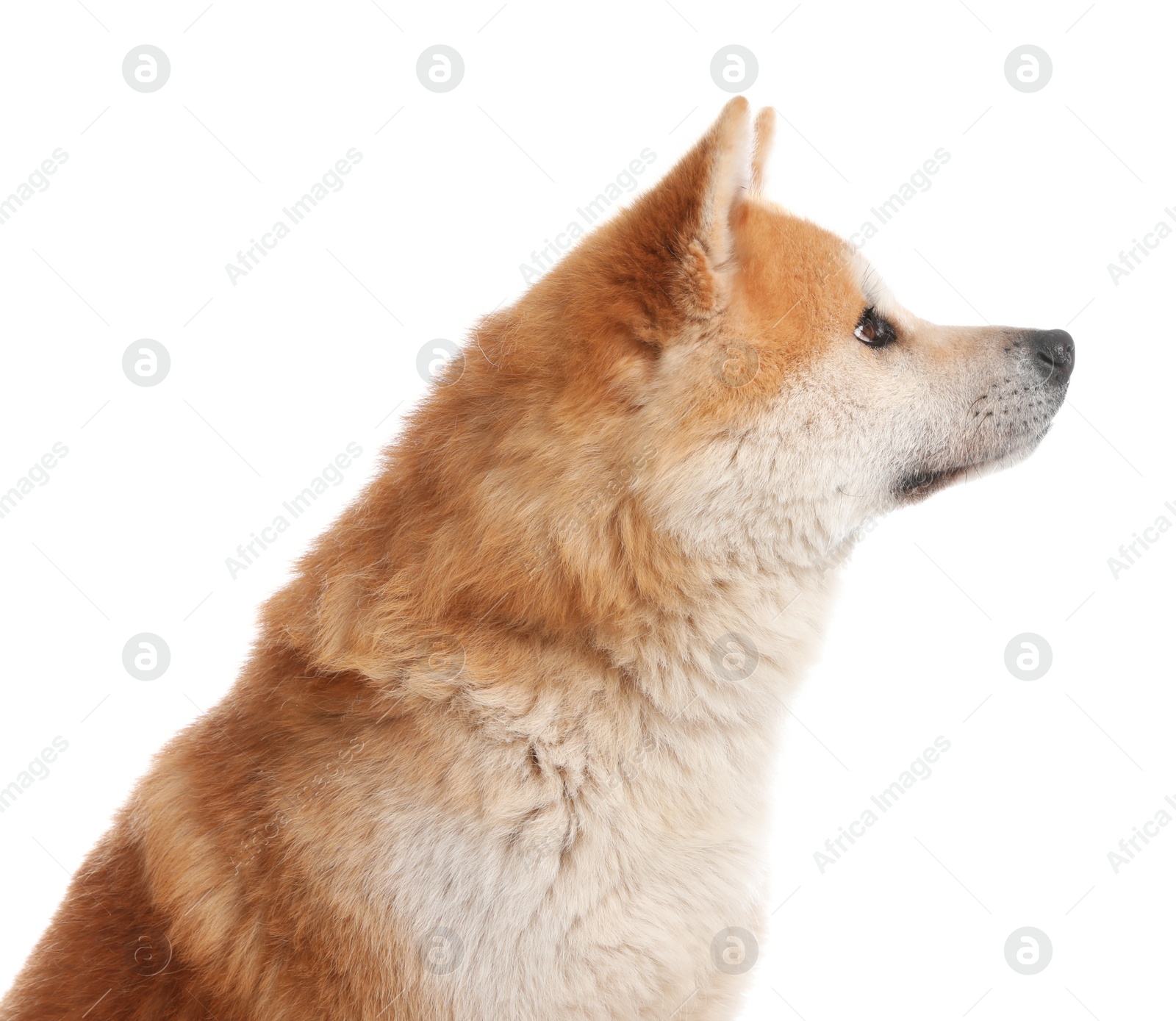 Photo of Cute Akita Inu dog isolated on white