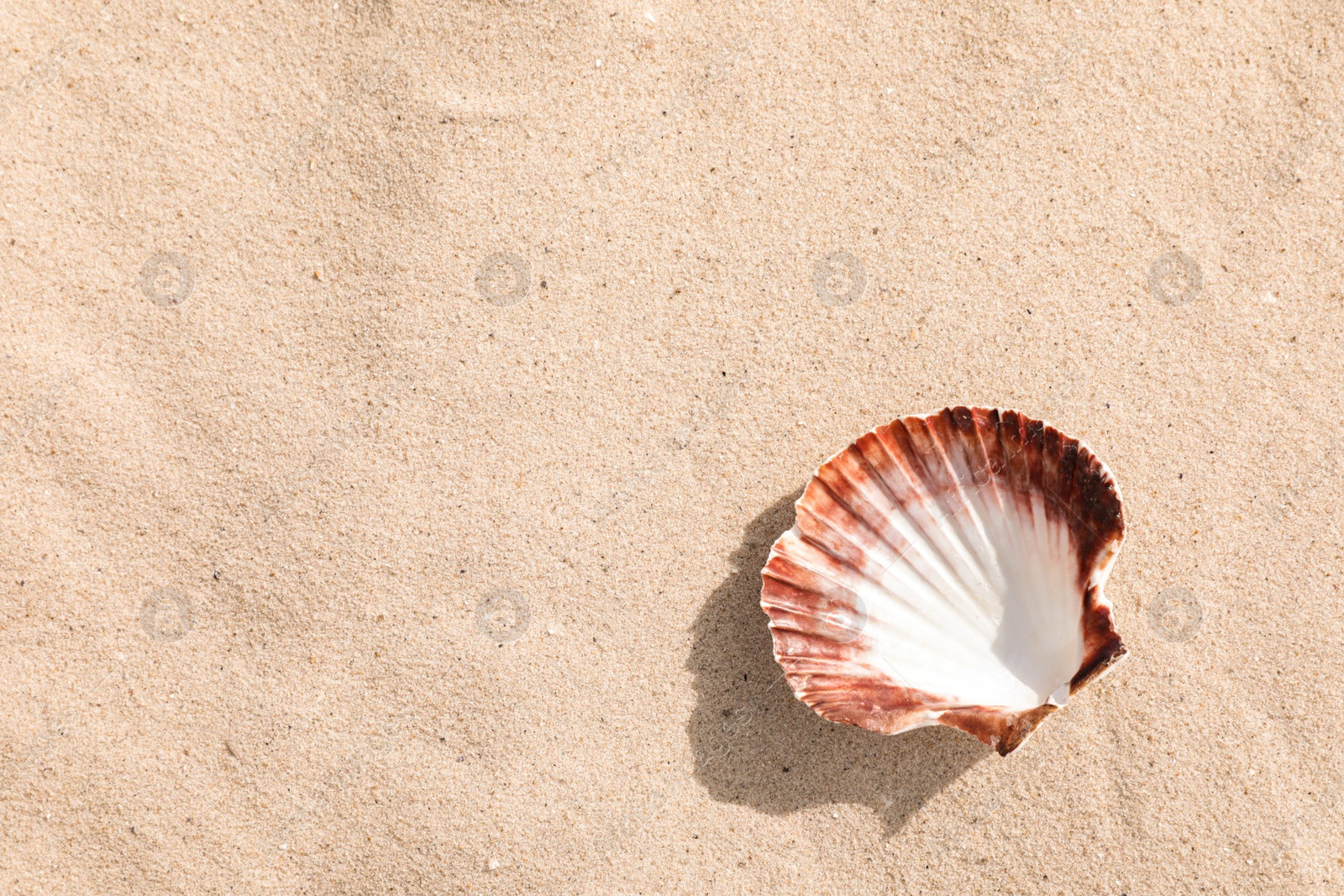 Photo of Beautiful seashell on sandy beach, closeup. Space for text