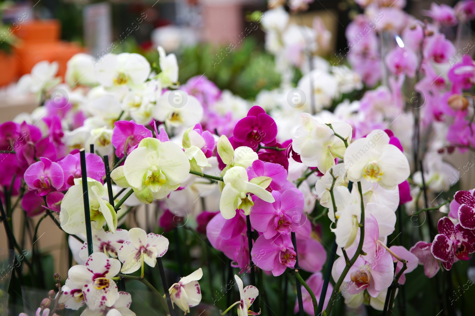 Photo of Beautiful blooming orchid flowers, closeup. Tropical plant