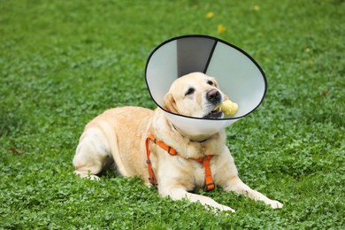 Photo of Adorable Labrador Retriever with Elizabethan collar chewing bone dog treat on green grass outdoors
