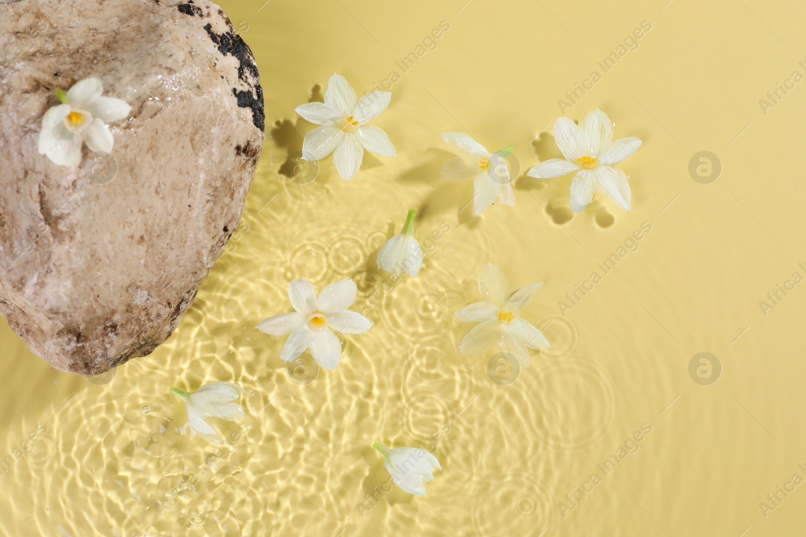 Photo of Beautiful daffodils and stone in water on pale yellow background, top view