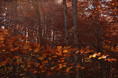 Beautiful trees with color leaves in autumn forest