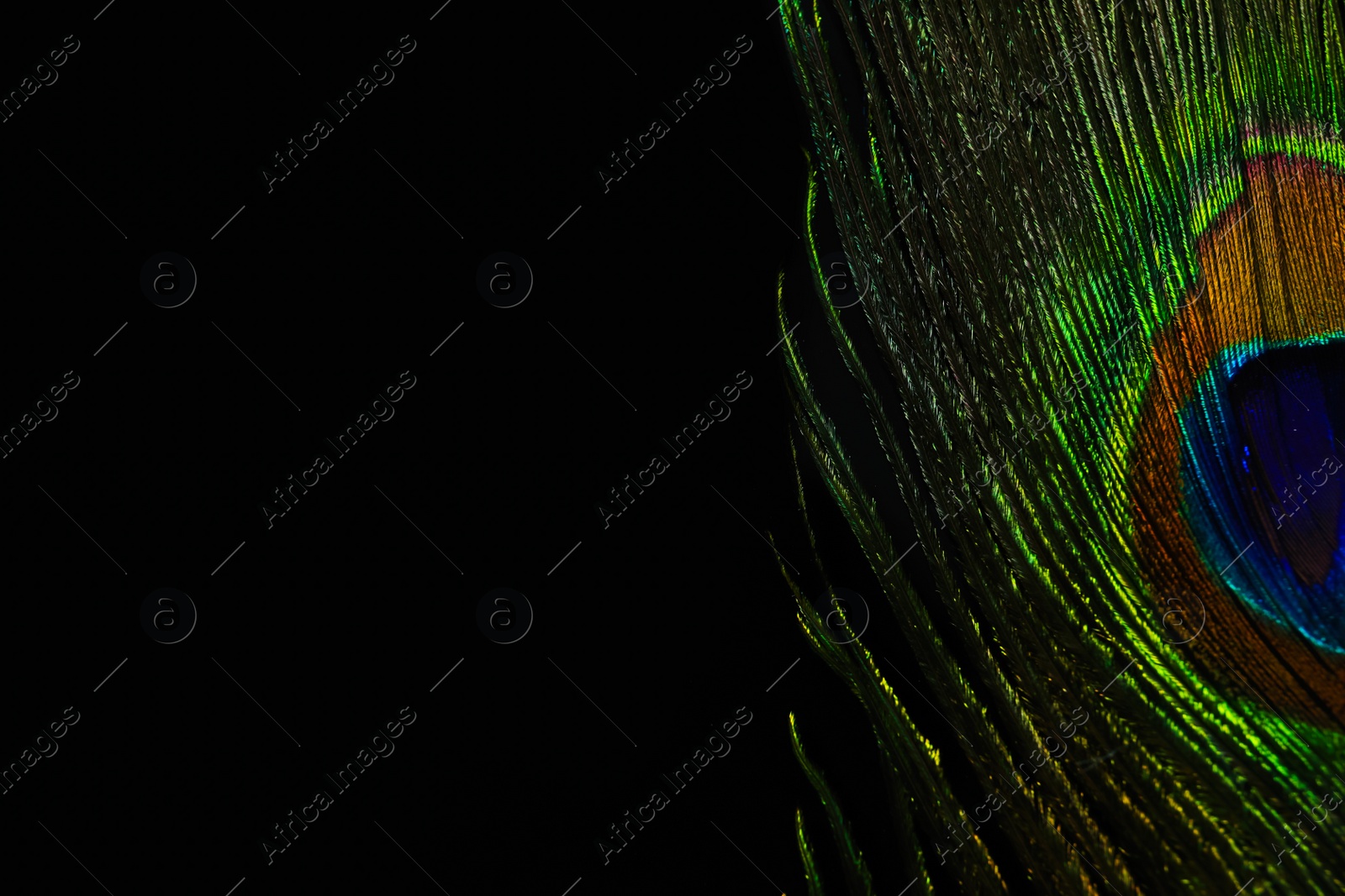 Photo of Beautiful bright peacock feather on black background, closeup. Space for text