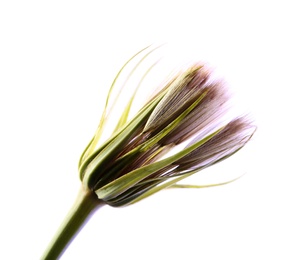 Dandelion seed head on light background, close up