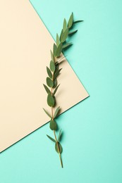 Photo of Eucalyptus branch with fresh green leaves on color background, top view