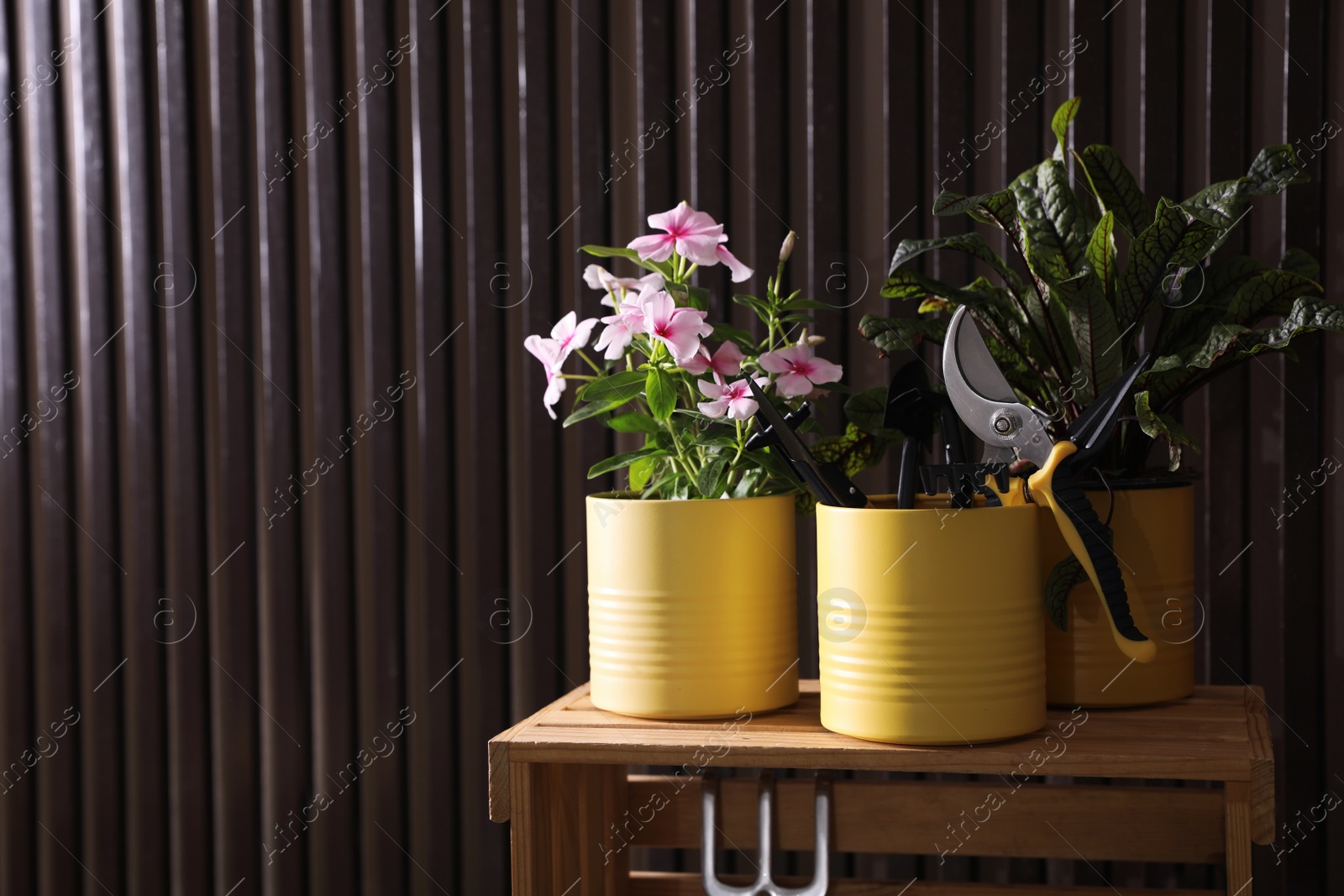 Photo of Beautiful plants and gardening tools on crate near wood slat wall