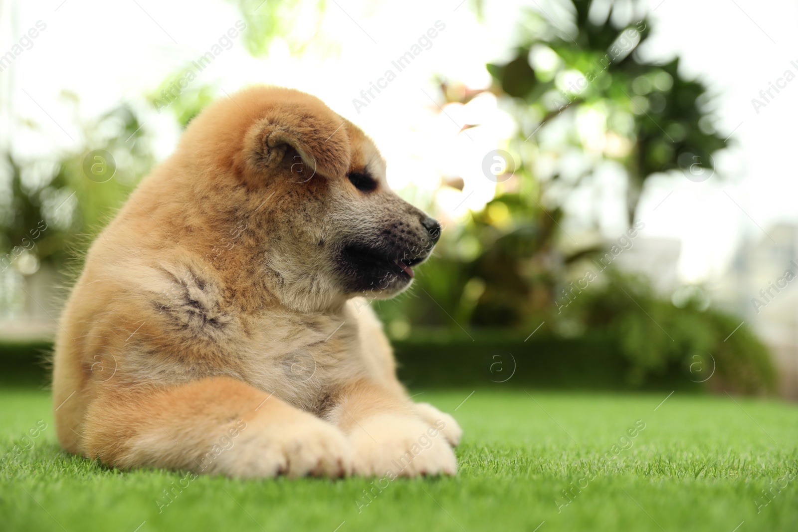 Photo of Cute Akita Inu puppy on green grass outdoors. Baby animal