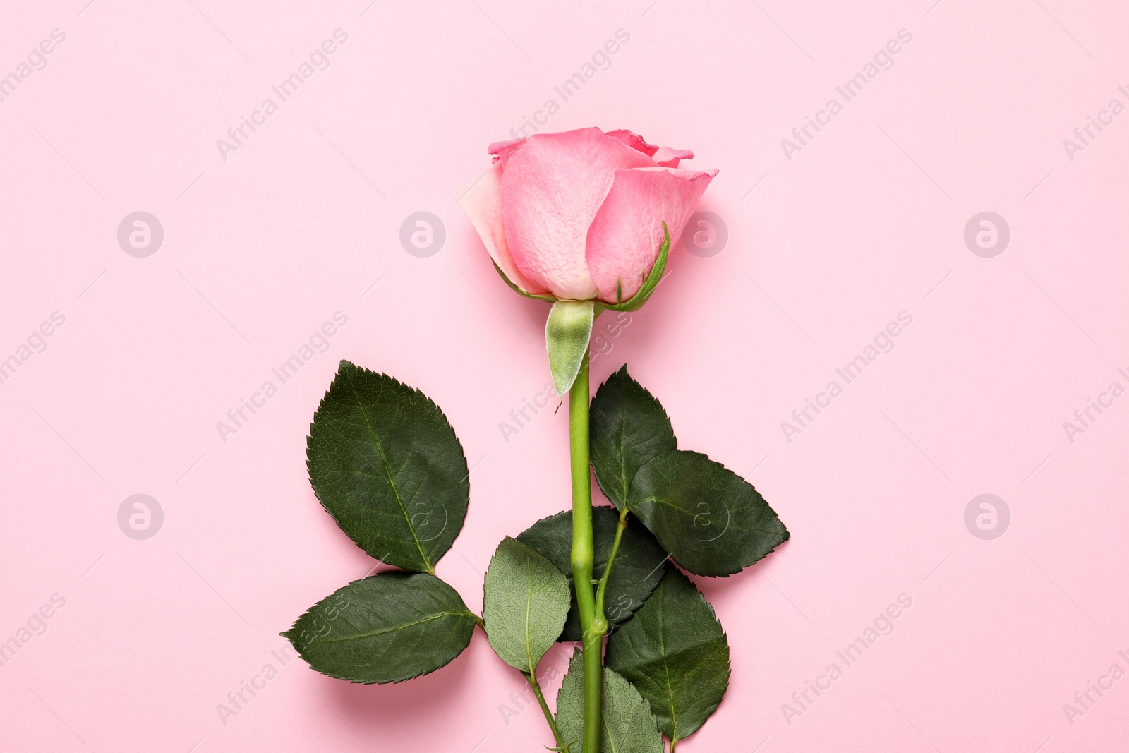 Photo of One beautiful rose on pink background, top view