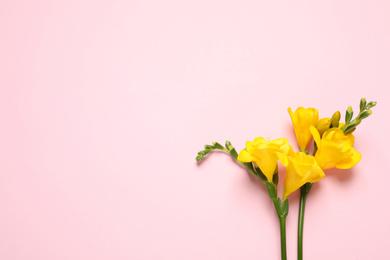 Photo of Beautiful blooming yellow freesias on pink background, flat lay. Space for text