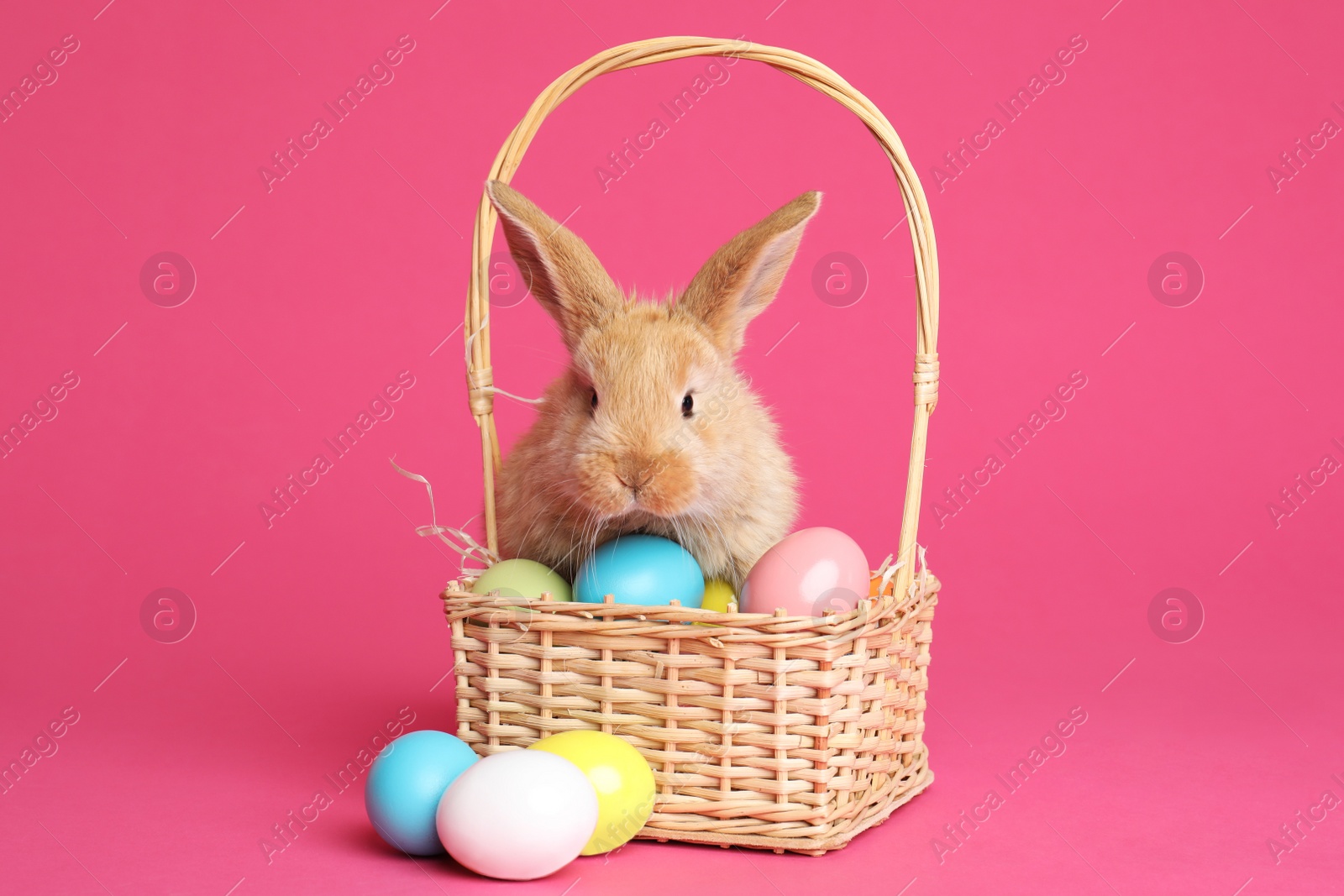 Photo of Adorable furry Easter bunny near wicker basket with dyed eggs on color background