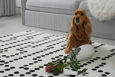Photo of Brown cocker spaniel dog sitting near broken vase with flowers in living room
