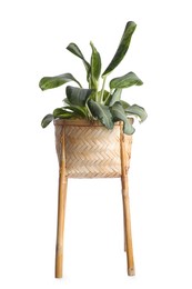 Photo of Beautiful Dieffenbachia plant in wicker stand isolated on white. Interior accessory