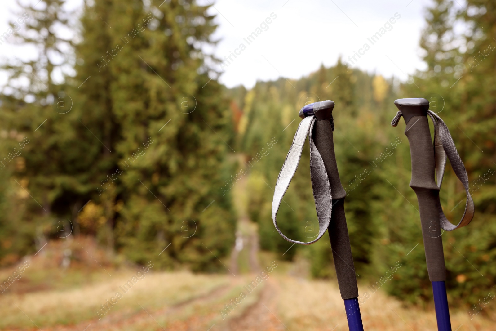 Photo of Trekking poles in forest. Space for text