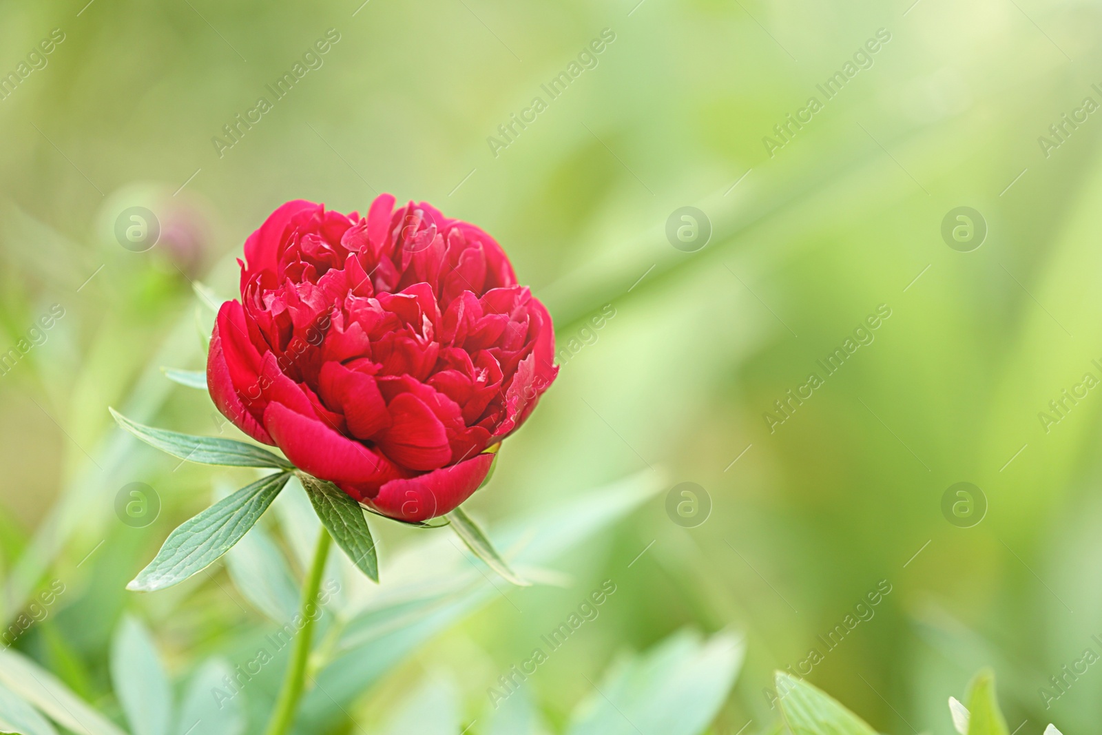 Photo of Beautiful bright peony in garden, closeup with space for text. Spring flowers