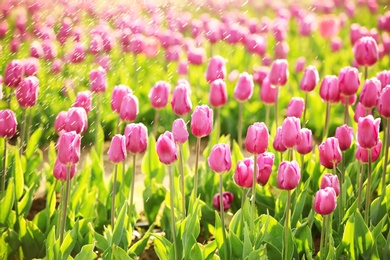 Photo of Sprinkling blossoming tulips with water on sunny spring day