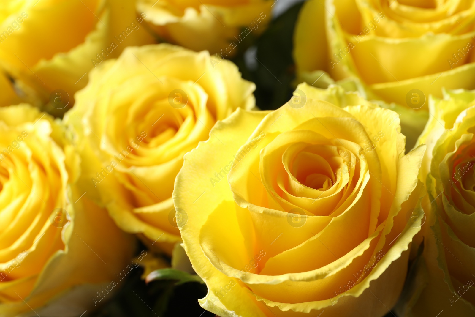 Photo of Beautiful bouquet of yellow roses, closeup view