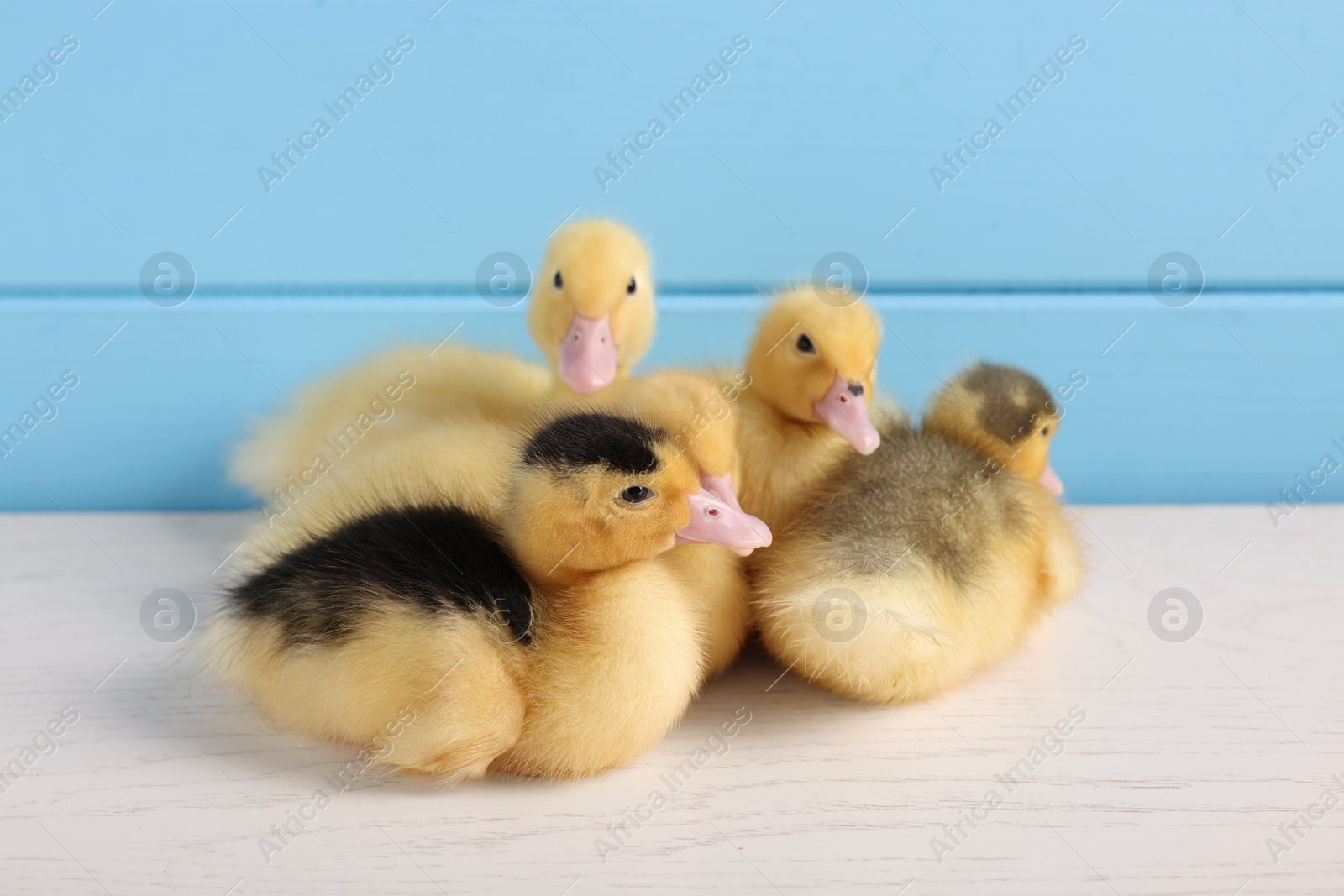 Photo of Baby animals. Cute fluffy ducklings on white wooden table near light blue wall