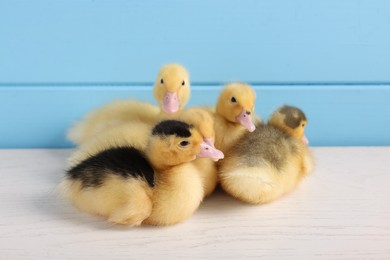 Baby animals. Cute fluffy ducklings on white wooden table near light blue wall