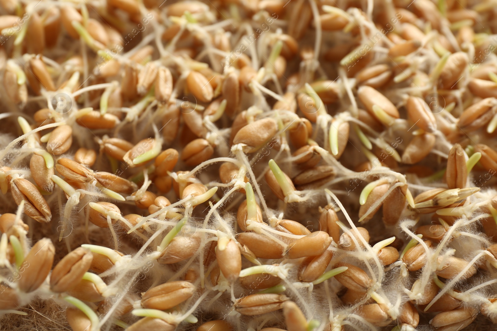 Photo of Growing microgreens. Many sprouted wheat seeds on mat, closeup